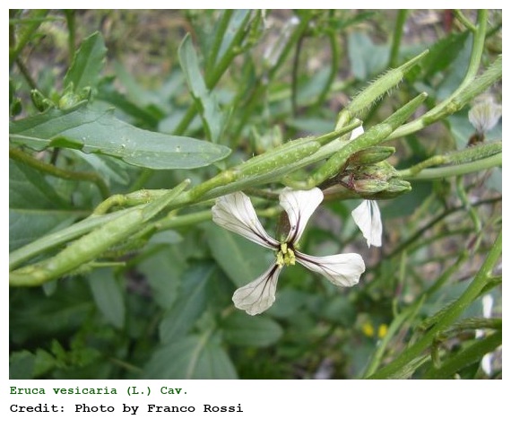Eruca vesicaria (L.) Cav.